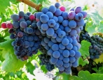 Grape Grenache Noir