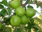 Jabuka Granny Smith