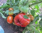 Berkeley Tomato Tai Dai Haat