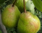 Pear Rich