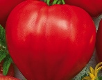 Tomato Girly Hearts