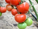 Tomato Hand Blow