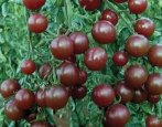 Cherry crna rajčica