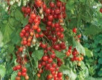 Tomato Cherry Falls