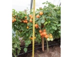 Tomato Orange Tiller