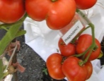 Tomato Parodist