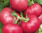 Tomato Pink Garant