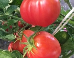 Tomato Pink Passion