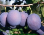 Plum Bluefree