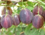 Gooseberry Chelyabinsk blago trnovit