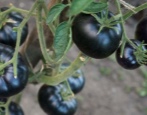 Tomato Black Beauty