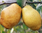 Pear Kieffer (Kieffer sadnica)