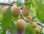 Plum Memory Timiryazev