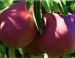 Pear Williams Rouge Delbara (Williams crvena)