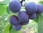 Plum Egg Blue