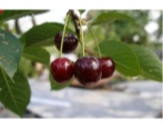 Cherry brineta