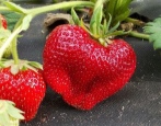 Strawberry Giant Jorney