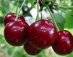 Cherry Griot bjeloruski