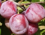 Plum Imperial