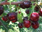 Cherry Orlitsa