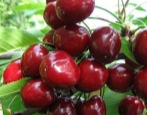 Cherry Staccato