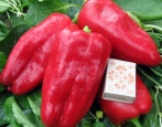 Paprika Atlant