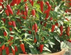 Drakosha Pepper