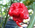 Pepper Carolina Reaper