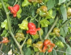 Babura paprika