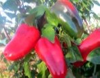 Pepper Red Lopat