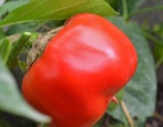 Pepper Red Cube