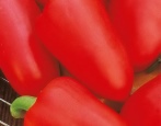 Paprika lastavica