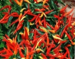 Paprika Meduza