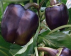 Pepper Purple Bell