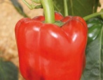 Pepper Red Vitez