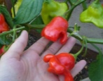 Nova godina paprika hobotnica