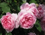 Rose Alan Titchmarsh