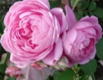 Rose Alyonushka