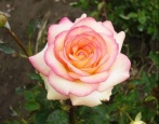 Rose Amazon