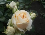 Rose Avalange