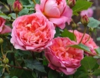 Rose Boscobel