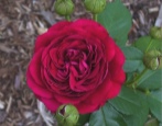 Rose Dark Lady