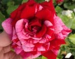 Rose Deep Impression