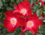 Rose Dortmund