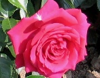 Rose Doftrausch