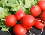 Radish Dusya