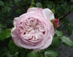 Rose Hercules