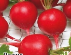 Radish Gloriet