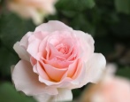 Rose Johann Strauss