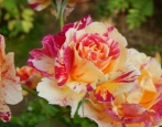 Rose Camille Pissarro